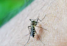 Febre Amarela em São Paulo, quinta morte confirmada em 2024: entenda os sintomas, ciclos de transmissão, riscos urbanos e por que a vacinação é essencial