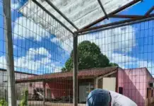 Projeto Pró-Manguezais com Ufal vence Prêmio Hugo Werneck 2026, reconhecimento nacional por restauração, cartografia social e engajamento das comunidades em manguezais