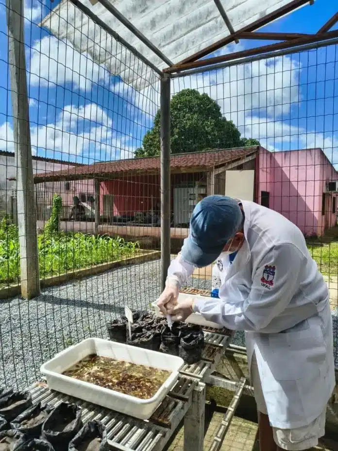 Projeto Pró-Manguezais com Ufal vence Prêmio Hugo Werneck 2026, reconhecimento nacional por restauração, cartografia social e engajamento das comunidades em manguezais