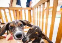 Festas Juninas: Saúde alerta sobre cuidados com cães e gatos, riscos de fogos e fumaça e orientações práticas para proteger seu pet nas celebrações