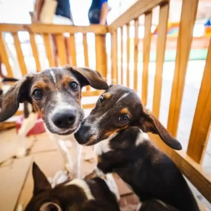 Festas Juninas: Saúde alerta sobre cuidados com cães e gatos, riscos de fogos e fumaça e orientações práticas para proteger seu pet nas celebrações