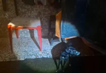 Homem é preso por vedar boca de cachorro em Maceió, Batalhão de Polícia Ambiental autua por maus-tratos a animais e cão é levado ao Centro de Zoonoses